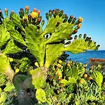 Made In Sicily Santa Tecla